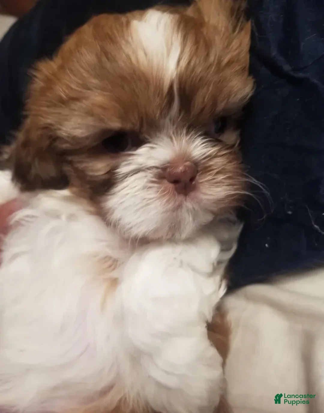 Shih Tzu dogs for sale: Coco - Ad 1