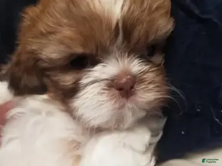 Shih Tzu dogs Coco - Ad 2
