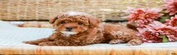 Toy Poodle dogs for sale: Bubbles - Ad 6