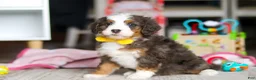 Mini Bernedoodle dogs for sale: Ryder - Ad 2