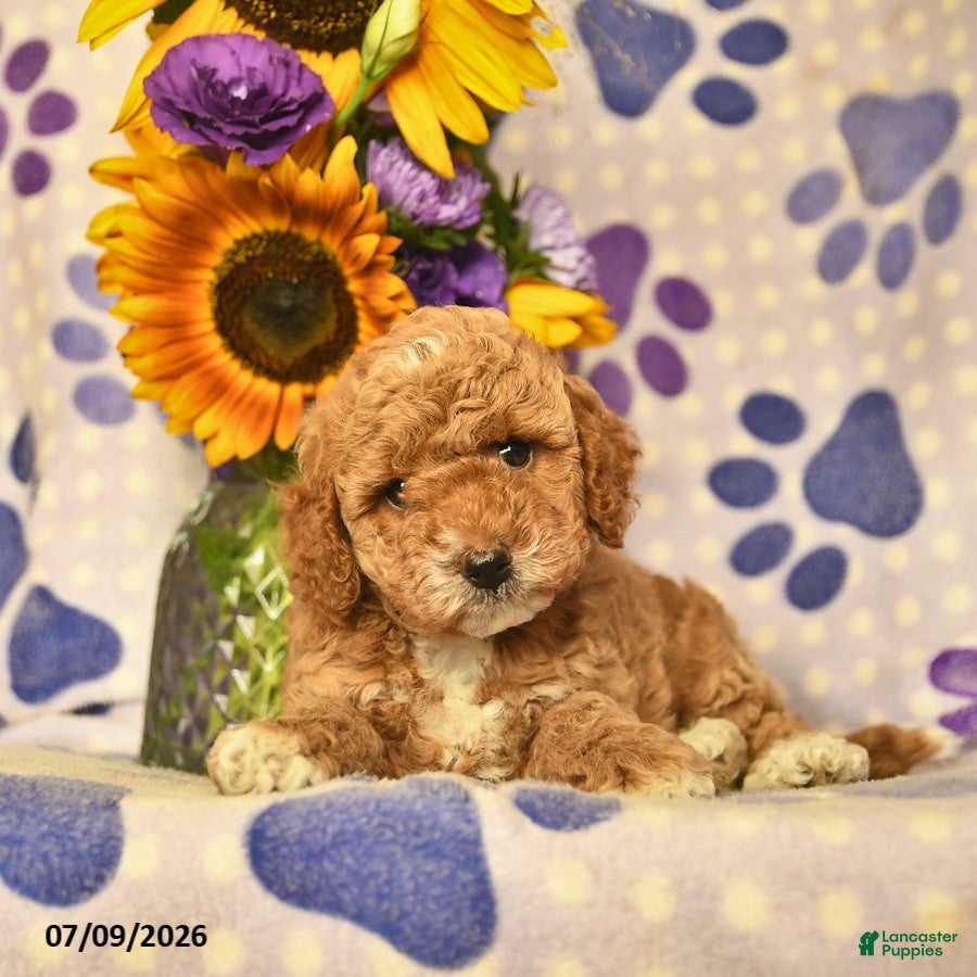Cockapoo dogs Abigail  - Ad 2