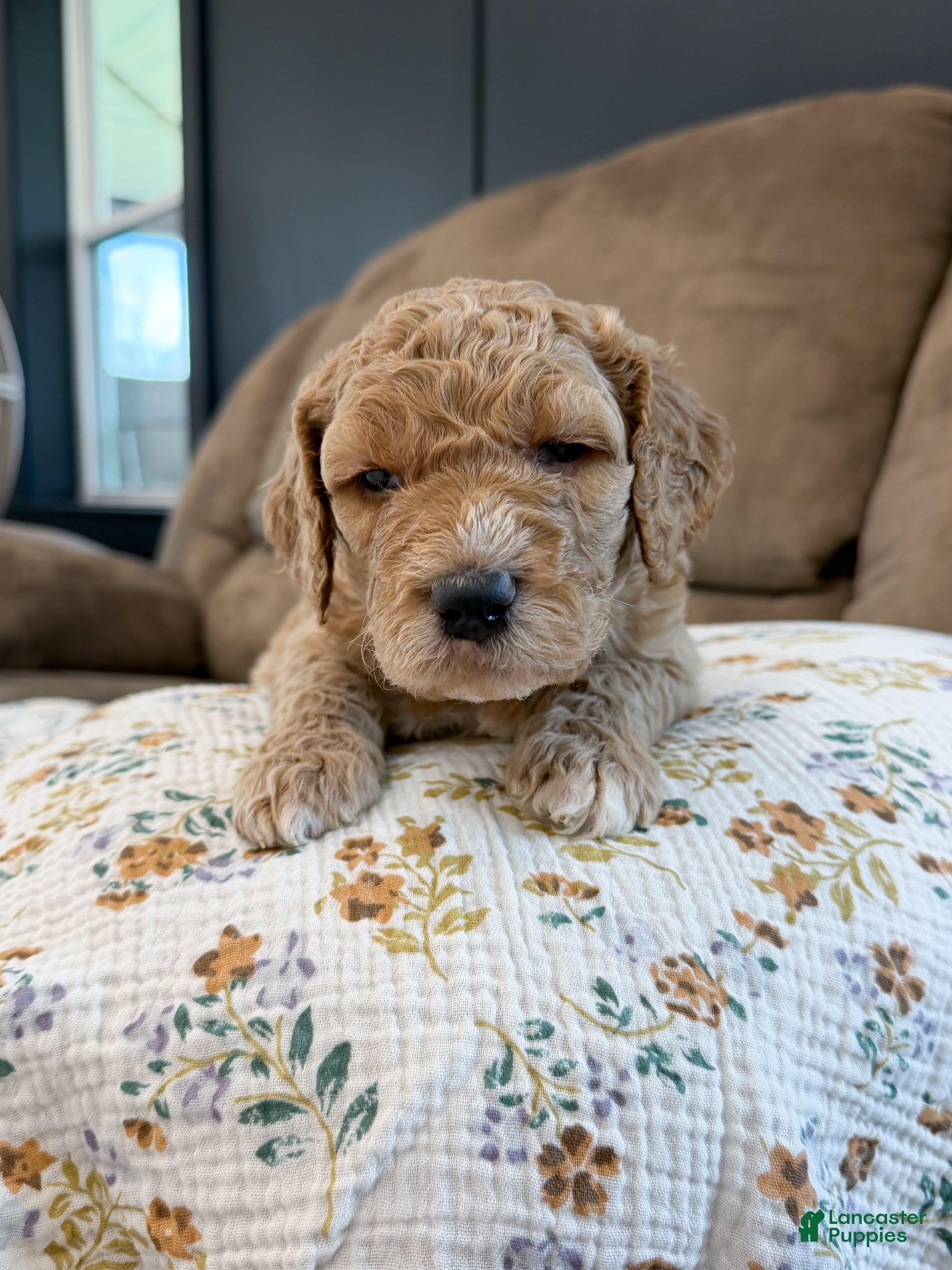 Goldendoodle dogs Raleigh - Ad 2