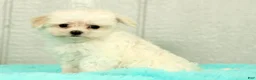 Maltese dogs for sale: Bobby - Ad 5