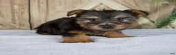 Yorkshire Terrier dogs for sale: Simon - Ad 7