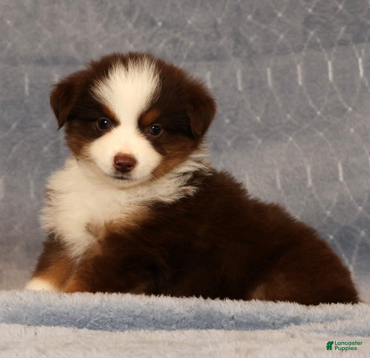 Miniature Australian Shepherd dogs Finley - Ad 1
