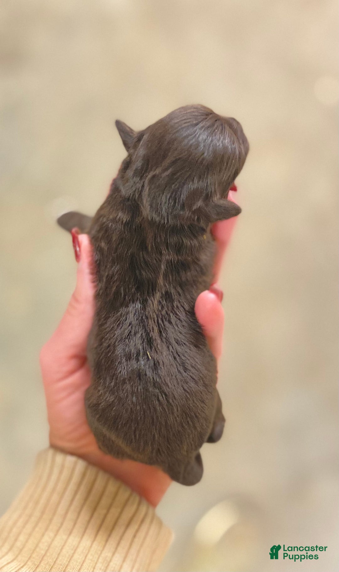 Mixed Breed dogs for sale: Mixed Breed Puppy 4 - Ad 2