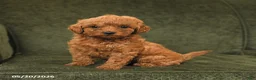 Cockapoo dogs for sale: Honey - Ad 2
