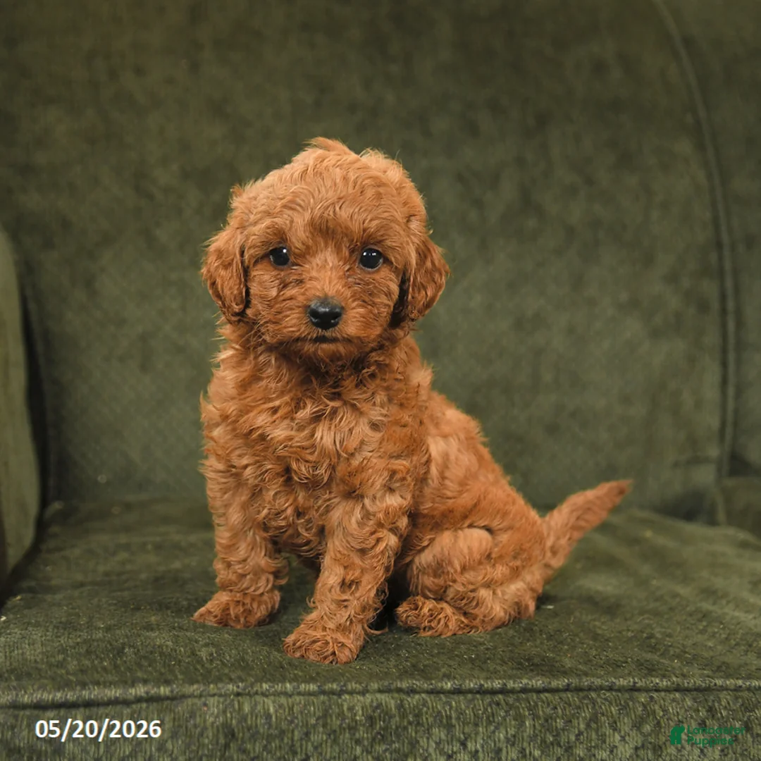 Cockapoo dogs for sale: Honey - Ad 2