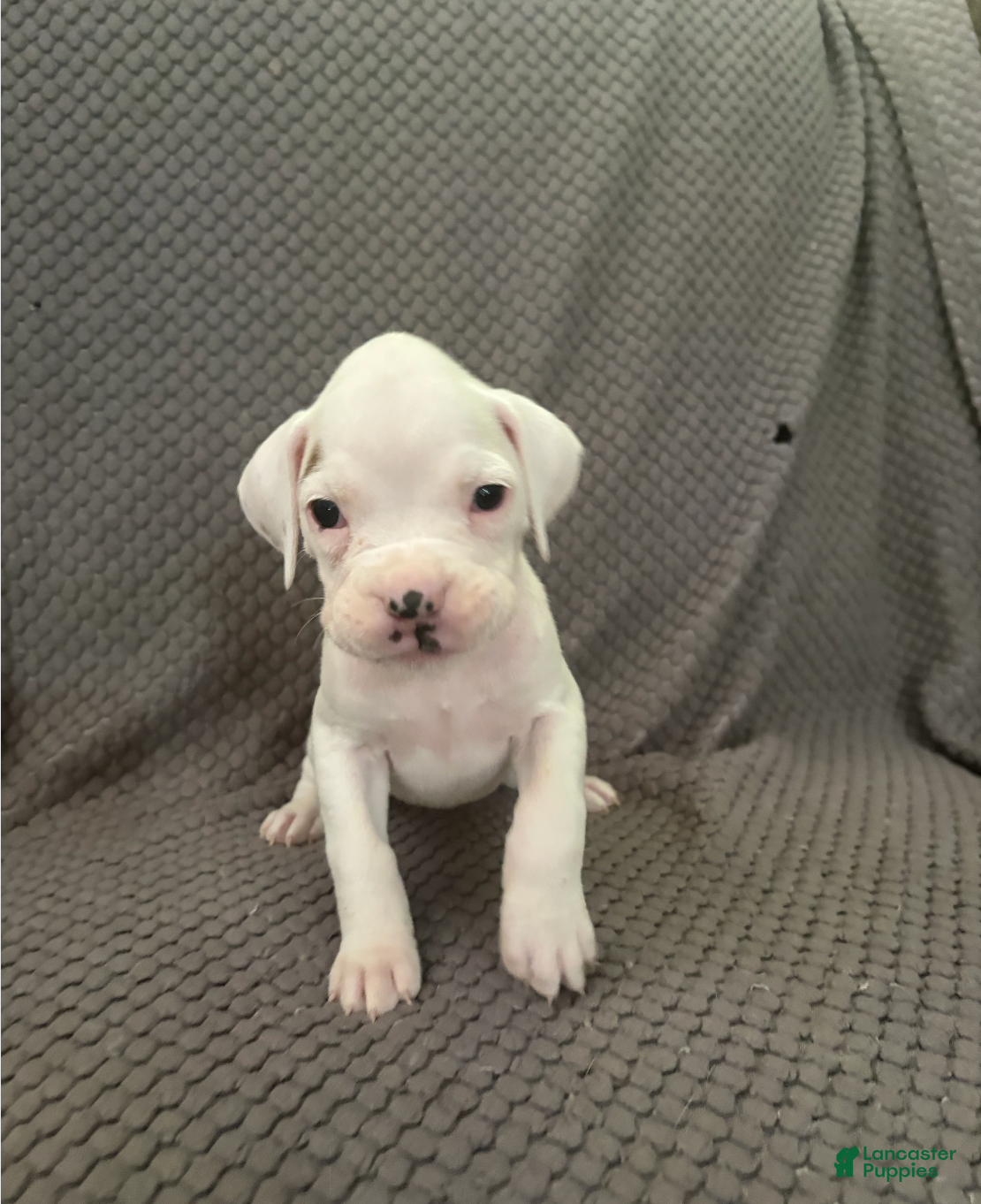 Boxer dogs for sale: Reserved..Sissy  - Ad 4