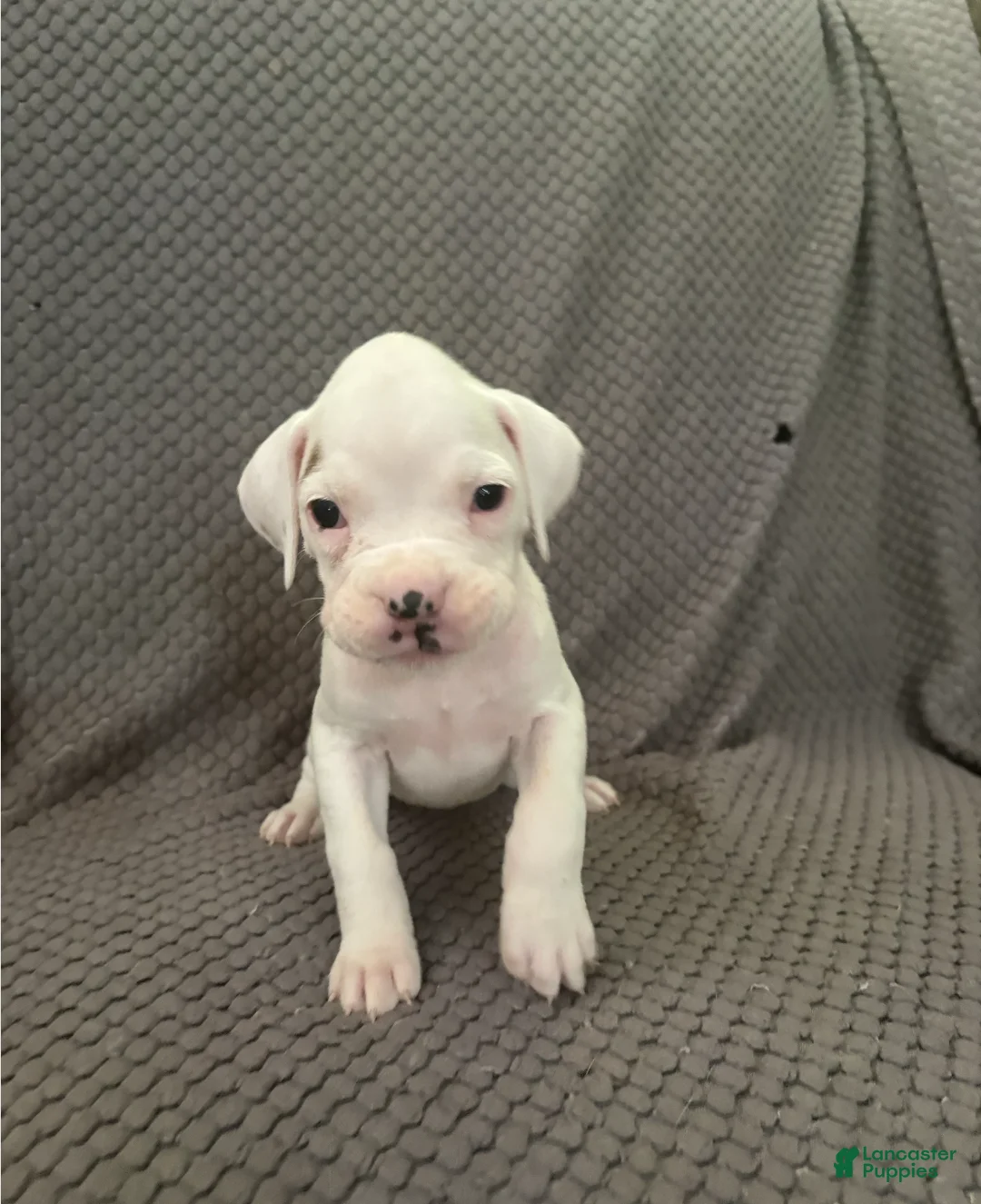 Boxer dogs for sale: Reserved..Sissy  - Ad 1