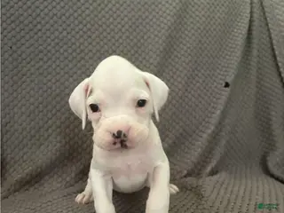 Boxer dogs Reserved..Sissy - Ad 4