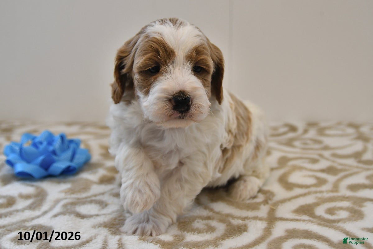 Mini Goldendoodle dogs Bo  - Ad 2
