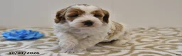 Mini Goldendoodle dogs for sale: Bo  - Ad 7