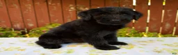 Giant Schnauzer dogs for sale: Roxann - Ad 3