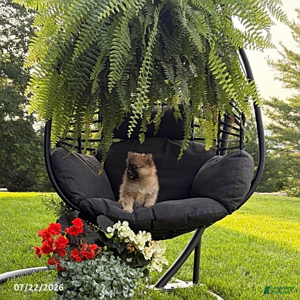 Pomeranian dogs Joey - Ad 2