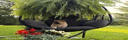 Pomeranian dogs for sale: Joey - Ad 2