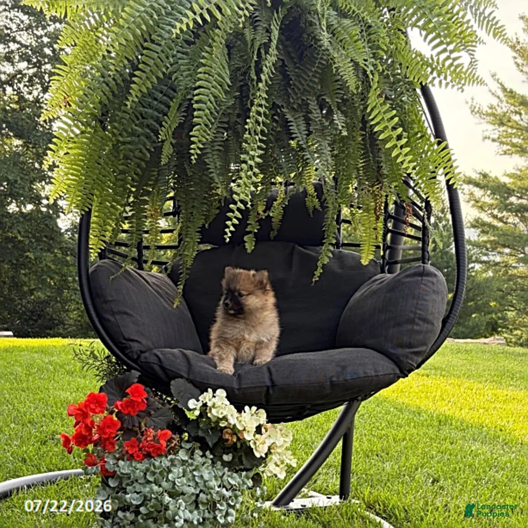Pomeranian dogs for sale: Joey - Ad 2