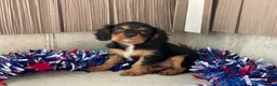 Cavalier King Charles Spaniel dogs for sale: Harmony Cavalier King Charles Spaniel  - Ad 6