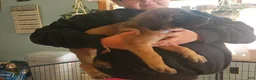 English Mastiff dogs for sale: Orange - Ad 3