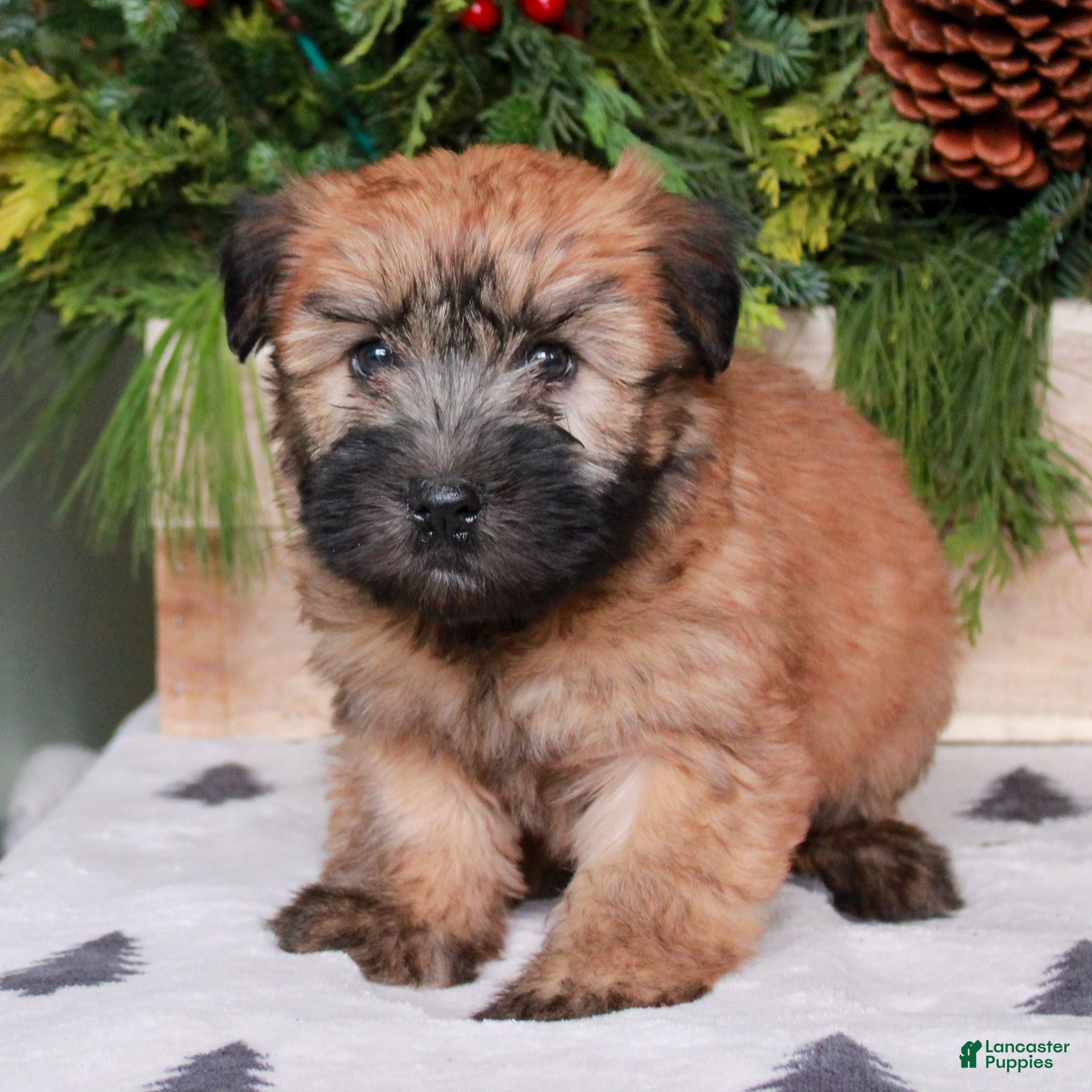 Soft Coated Wheaten Terrier dogs Wendy  - Ad 2
