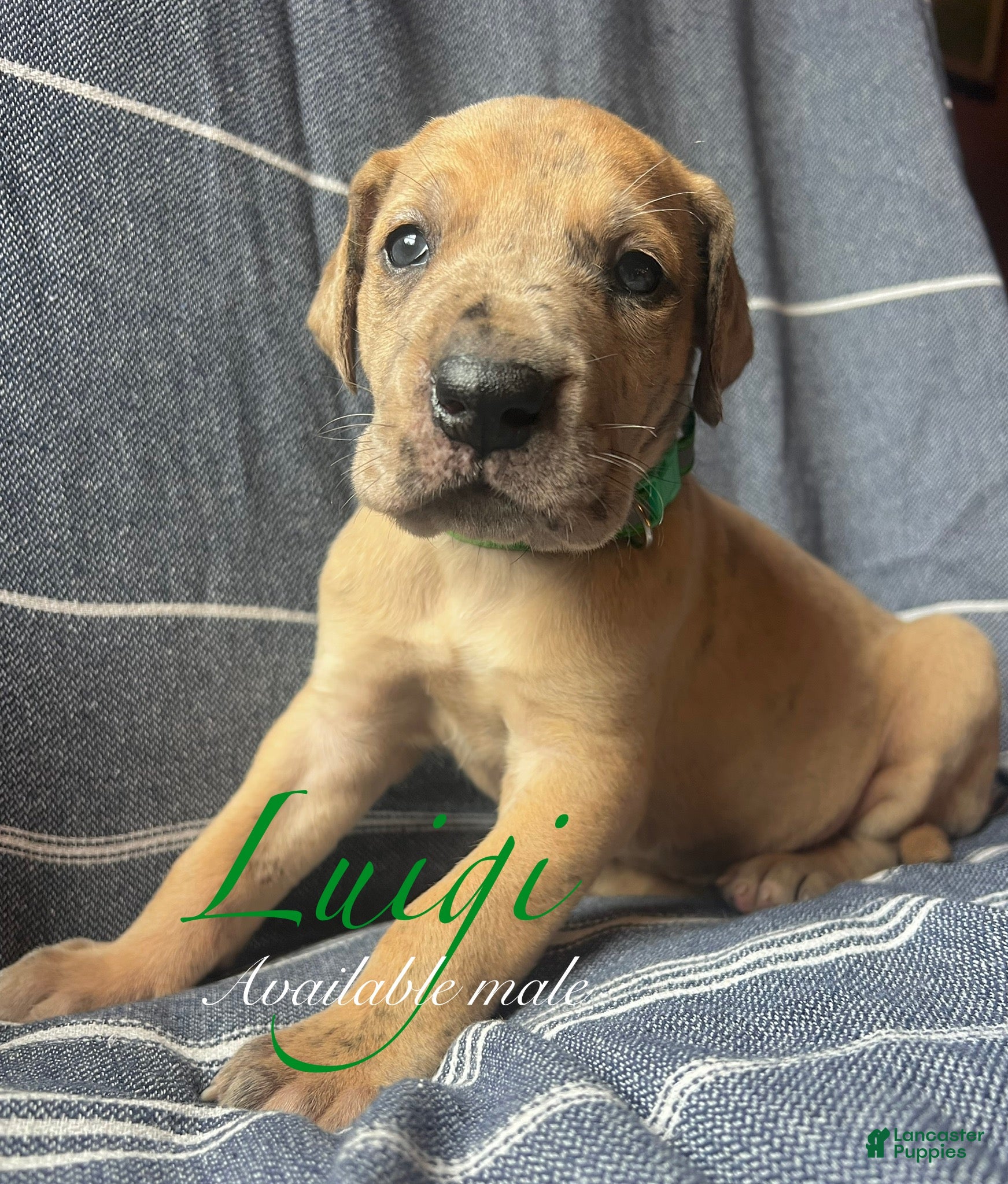 Great Dane dogs Luigi - Ad 23