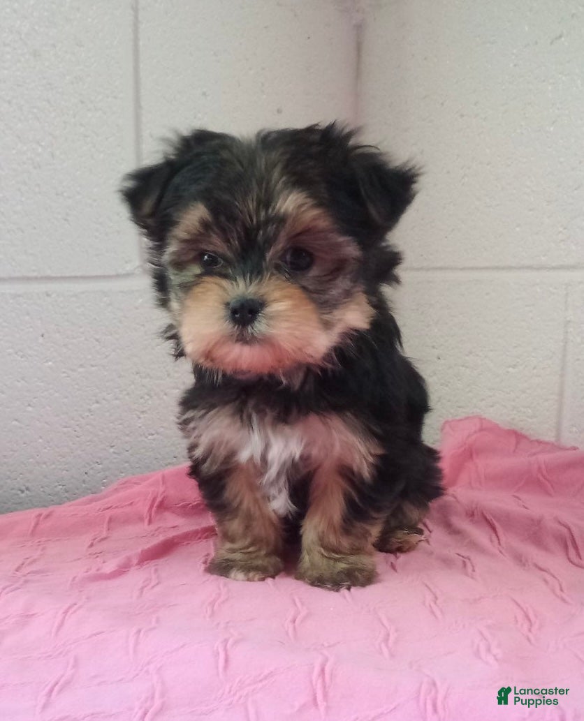 Morkie dogs Ginger - Ad 14