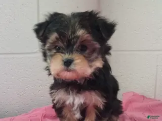 Morkie dogs Ginger - Ad 14