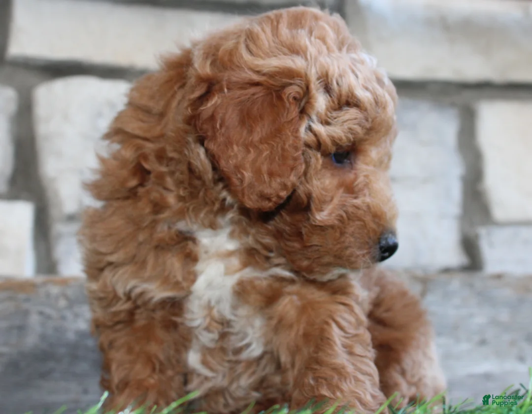 Mini Goldendoodle dogs for sale: Mini Goldendoodle Puppy 1 - Ad 7