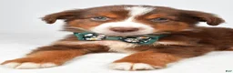 Miniature Australian Shepherd dogs for sale: Captain  - Ad 4