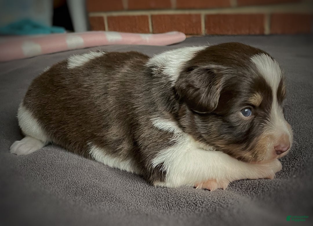 Mixed Breed dogs for sale: SOLD Brownie Delight (with caramel) - Ad 3