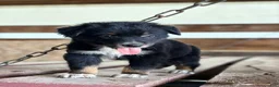 Australian Shepherd dogs for sale: River  - Ad 2