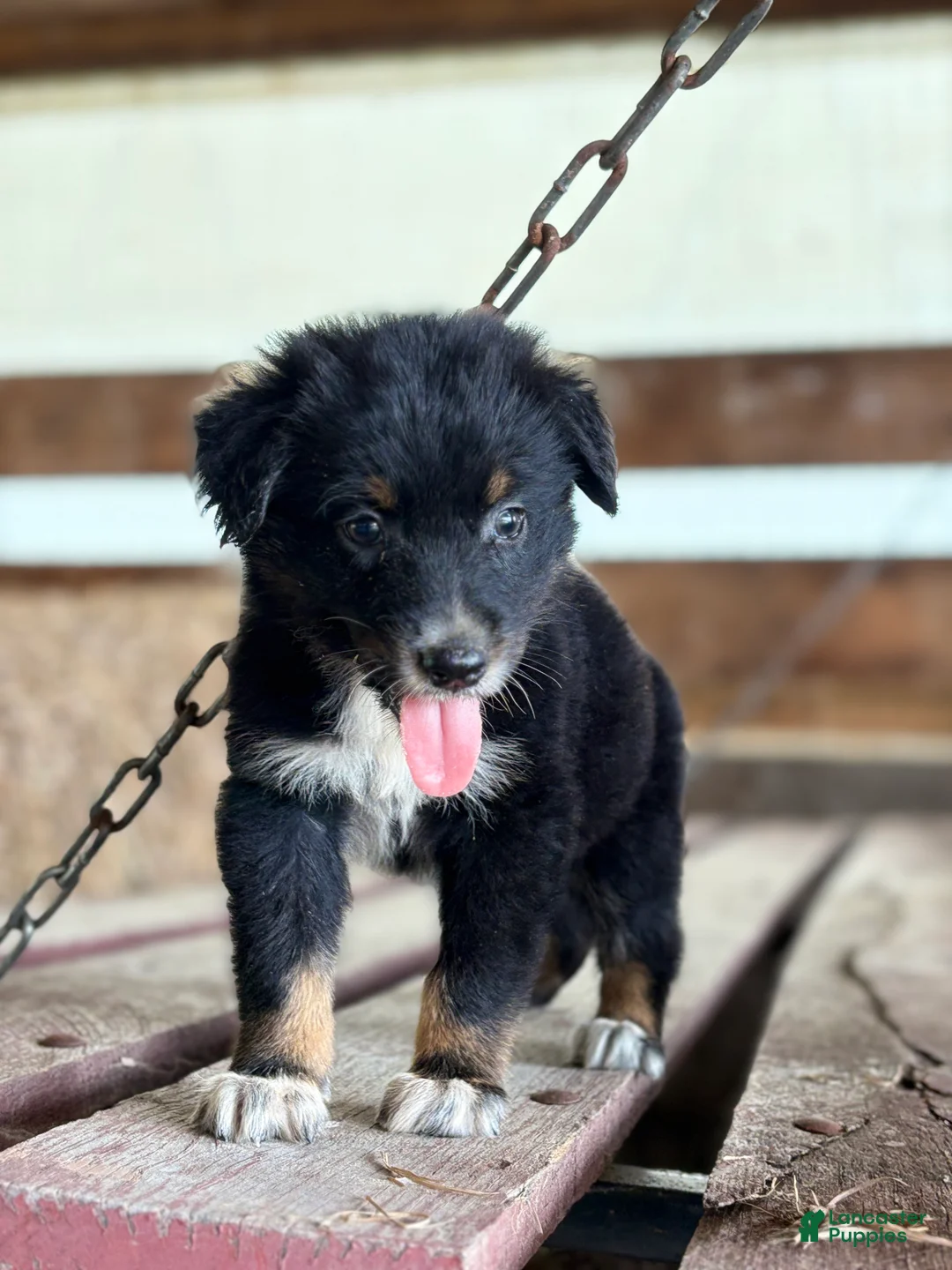 Australian Shepherd dogs for sale: River  - Ad 2