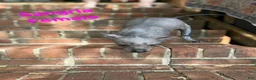 Xoloitzcuintle dogs for sale: Xoloitzcuintle Mini Female - Ad 7