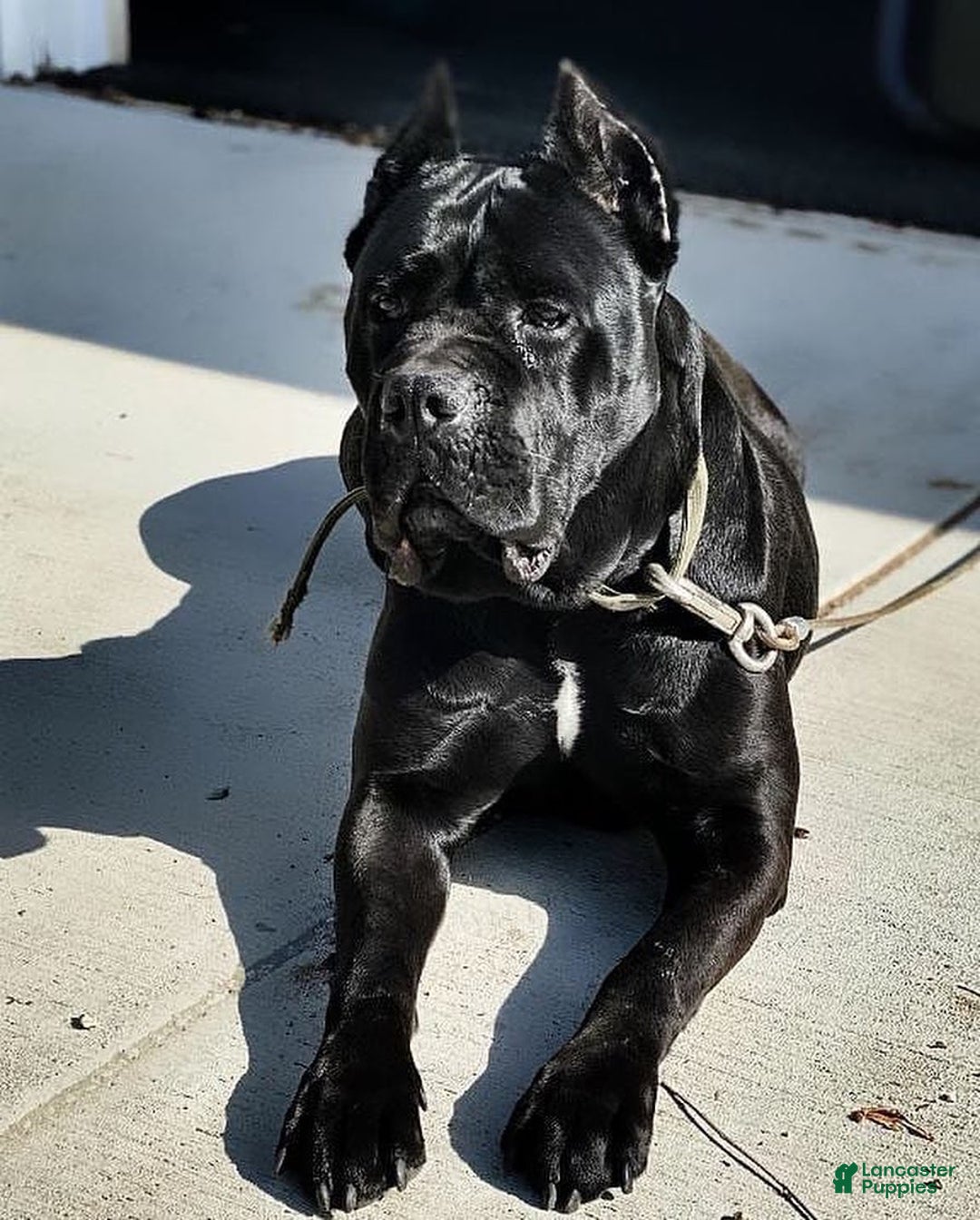 Cane Corso dogs for sale: Bella - Ad 4