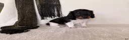 Miniature Dachshund dogs for sale: Matson - Ad 5