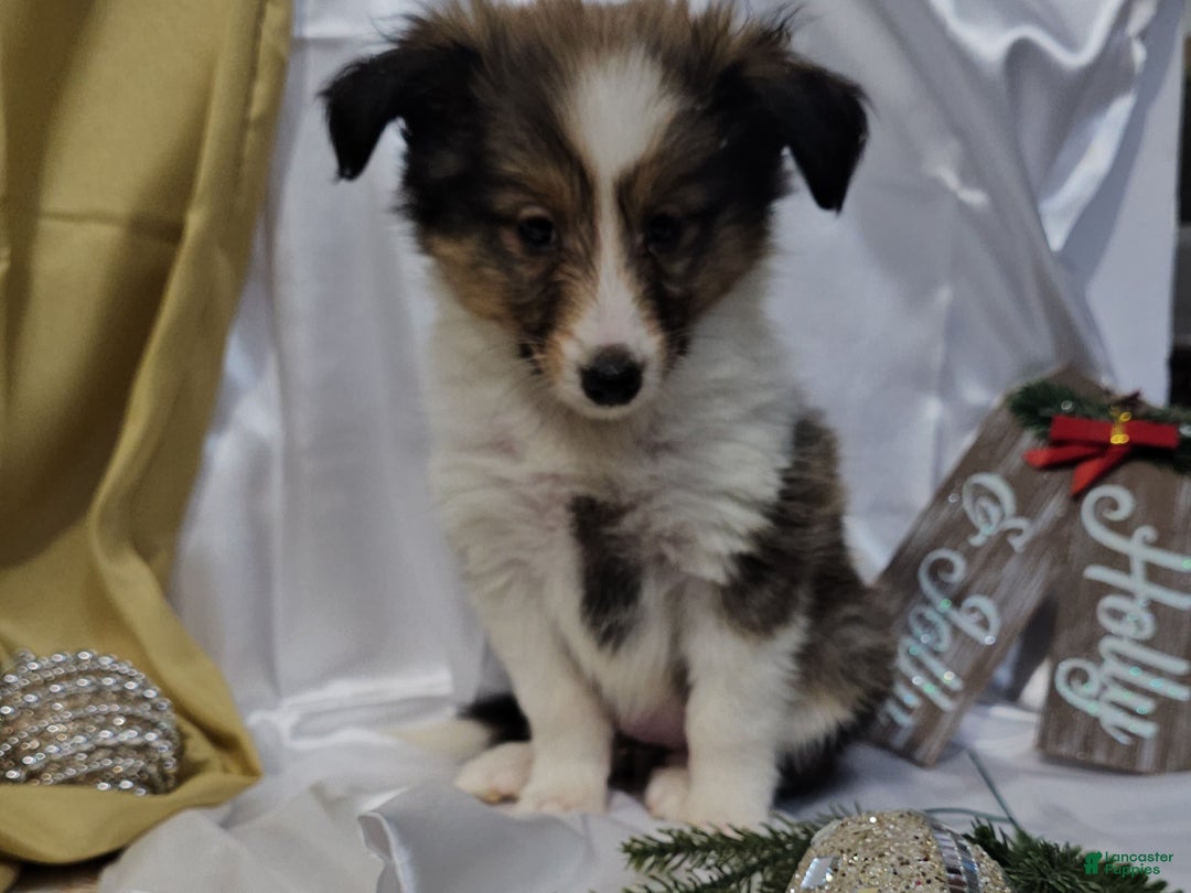 Shetland Sheepdog dogs for sale: Holly - Ad 11