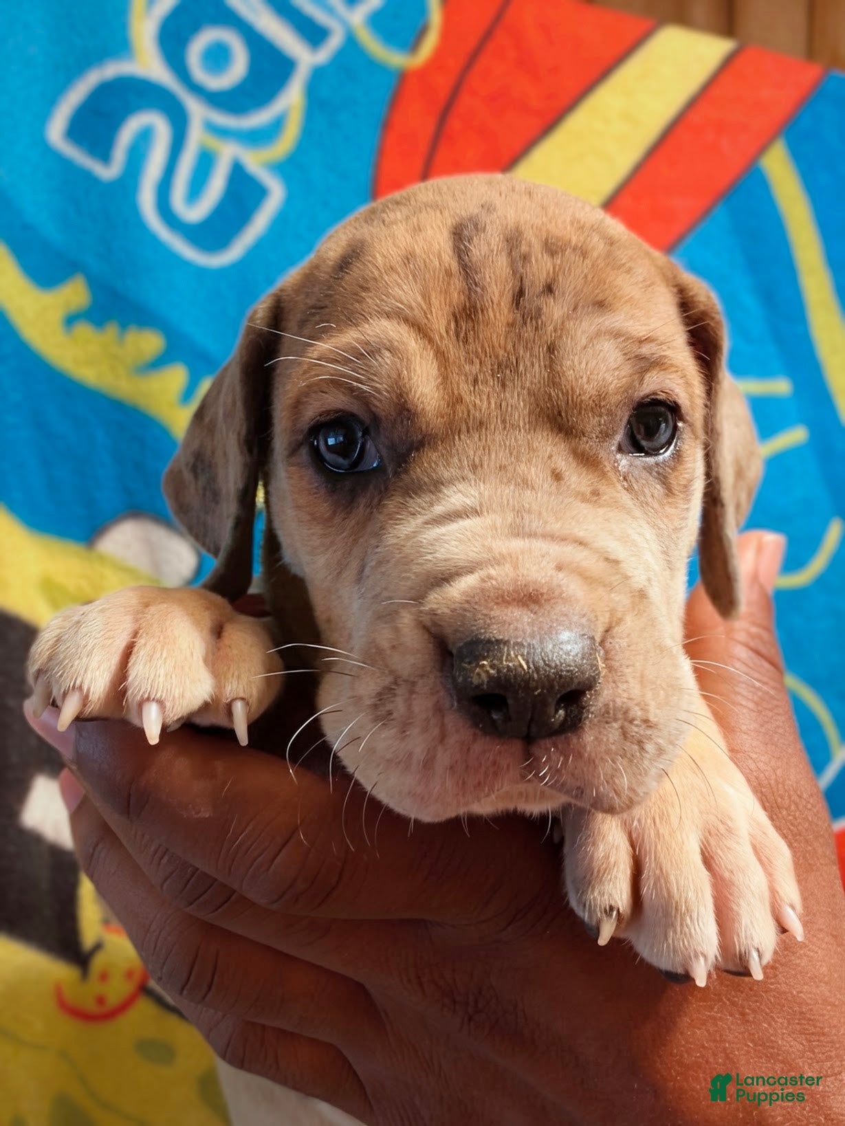 Great Dane dogs Great Dane Puppy 1 - Ad 1