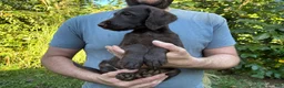 Labradoodle dogs for sale: Labradoodle 1 - Ad 2