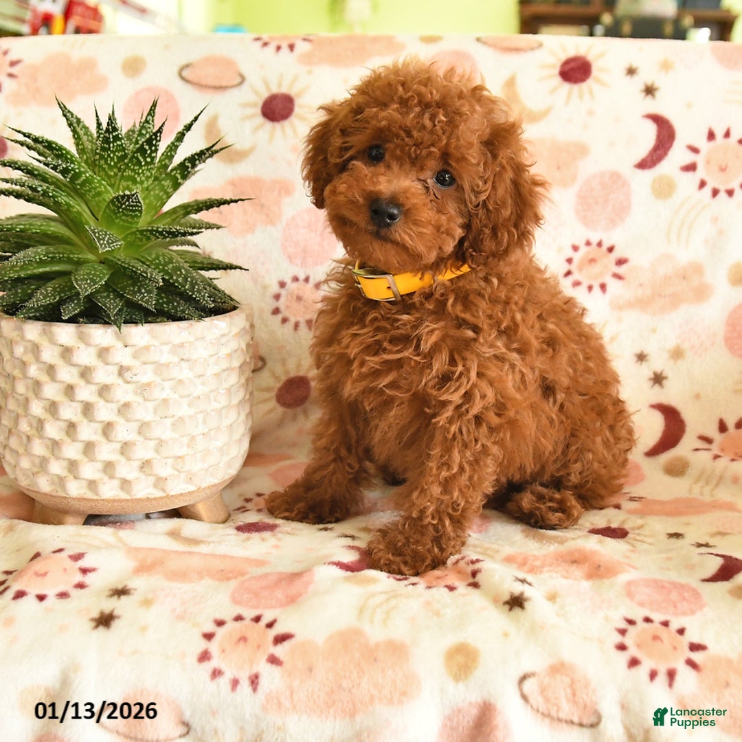 Miniature Poodle dogs for sale: Merry - Ad 1