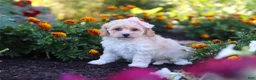 Havapoo dogs for sale: Nicole - Ad 3
