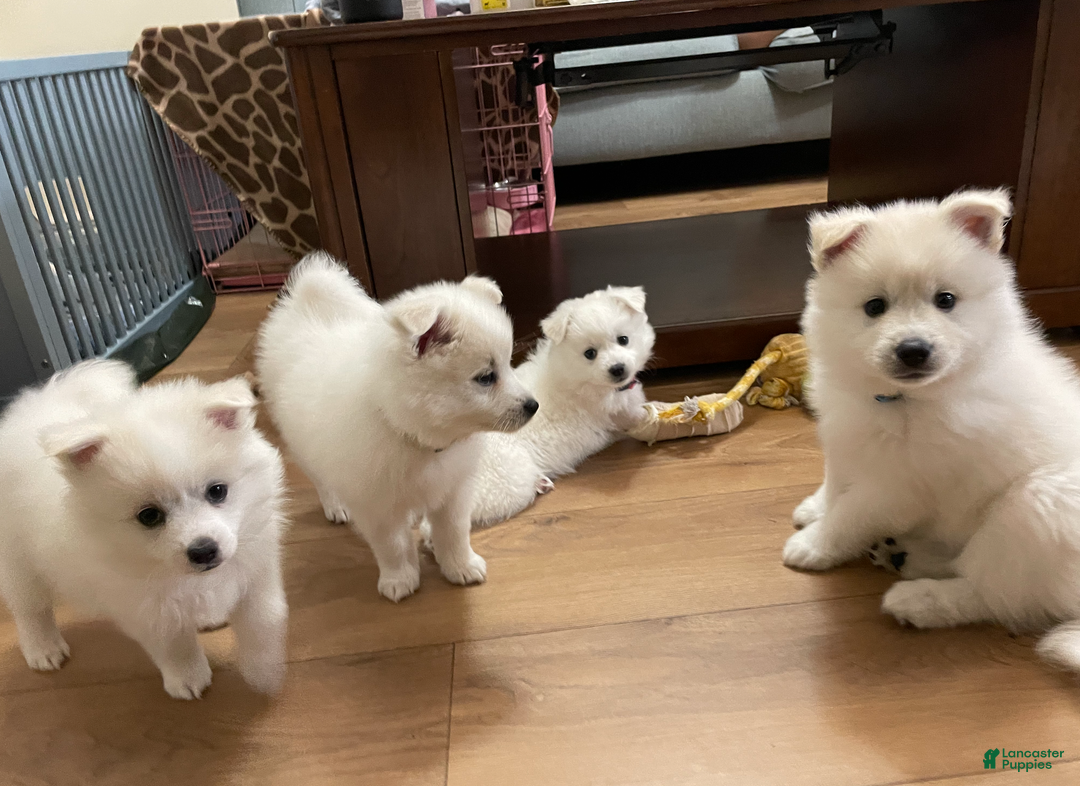American Eskimo dogs for sale: Brie - Ad 8