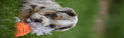 Beabull dogs for sale: Ace  - Ad 12