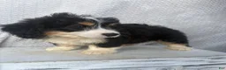Mini Bernedoodle dogs for sale: Skye - Ad 5