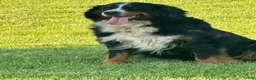 Bernese Mountain Dog dogs for sale: Pink Collar Girl - Ad 7