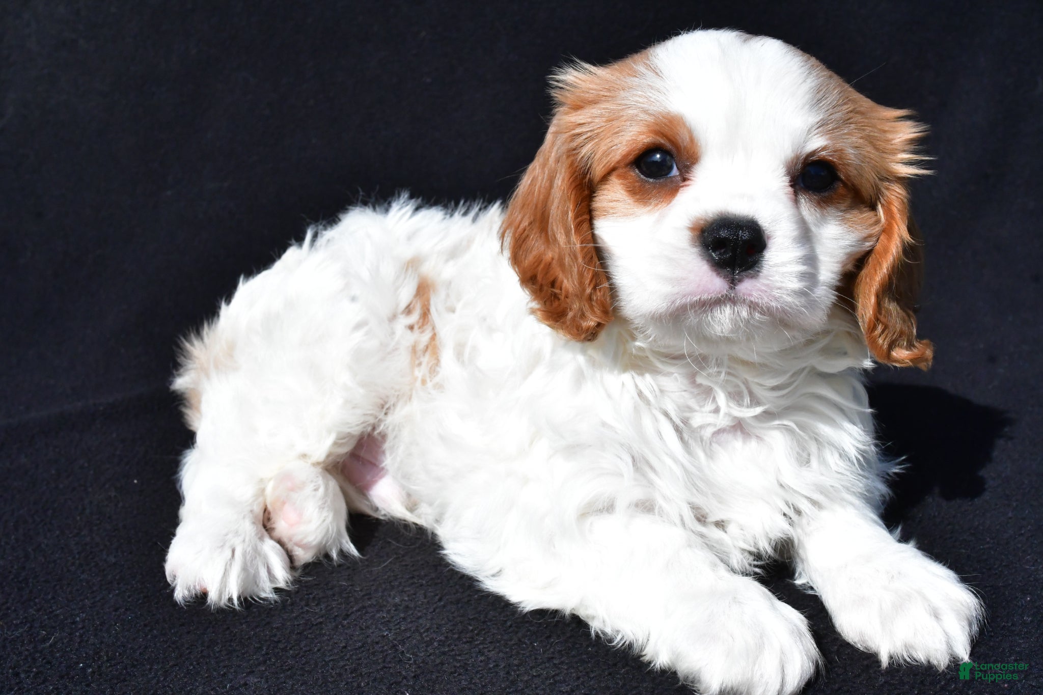 Cavalier King Charles Spaniel dogs Jerry - Ad 1