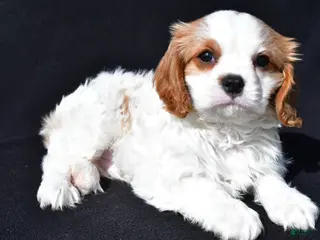 Cavalier King Charles Spaniel dogs for sale: Jerry - Ad 3
