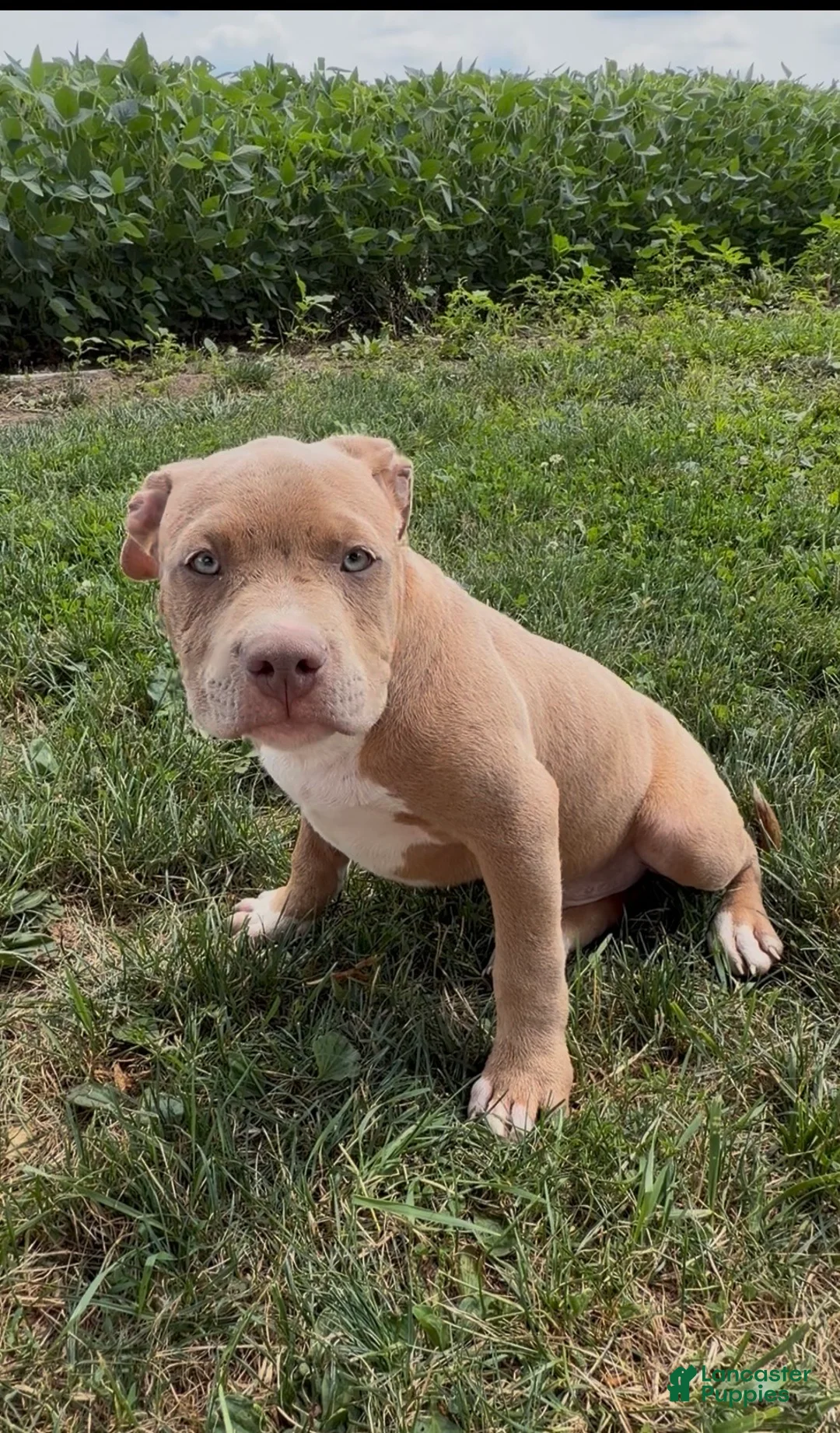 American Bully dogs for sale: Kush - Ad 1