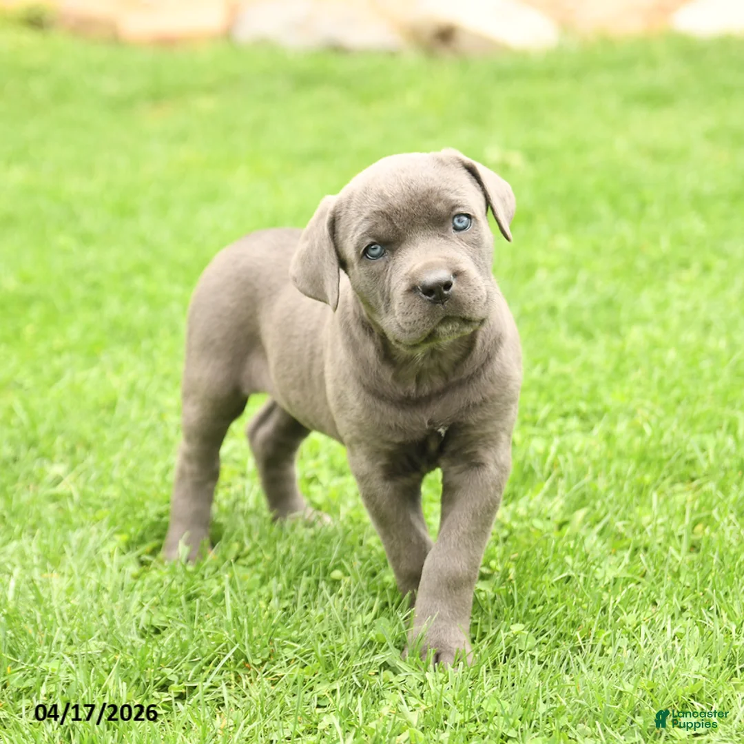 Cane Corso dogs for sale: Summer - Ad 1