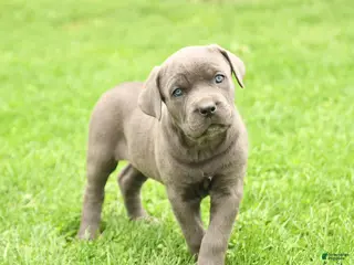 Cane Corso dogs for sale: Summer - Ad 3