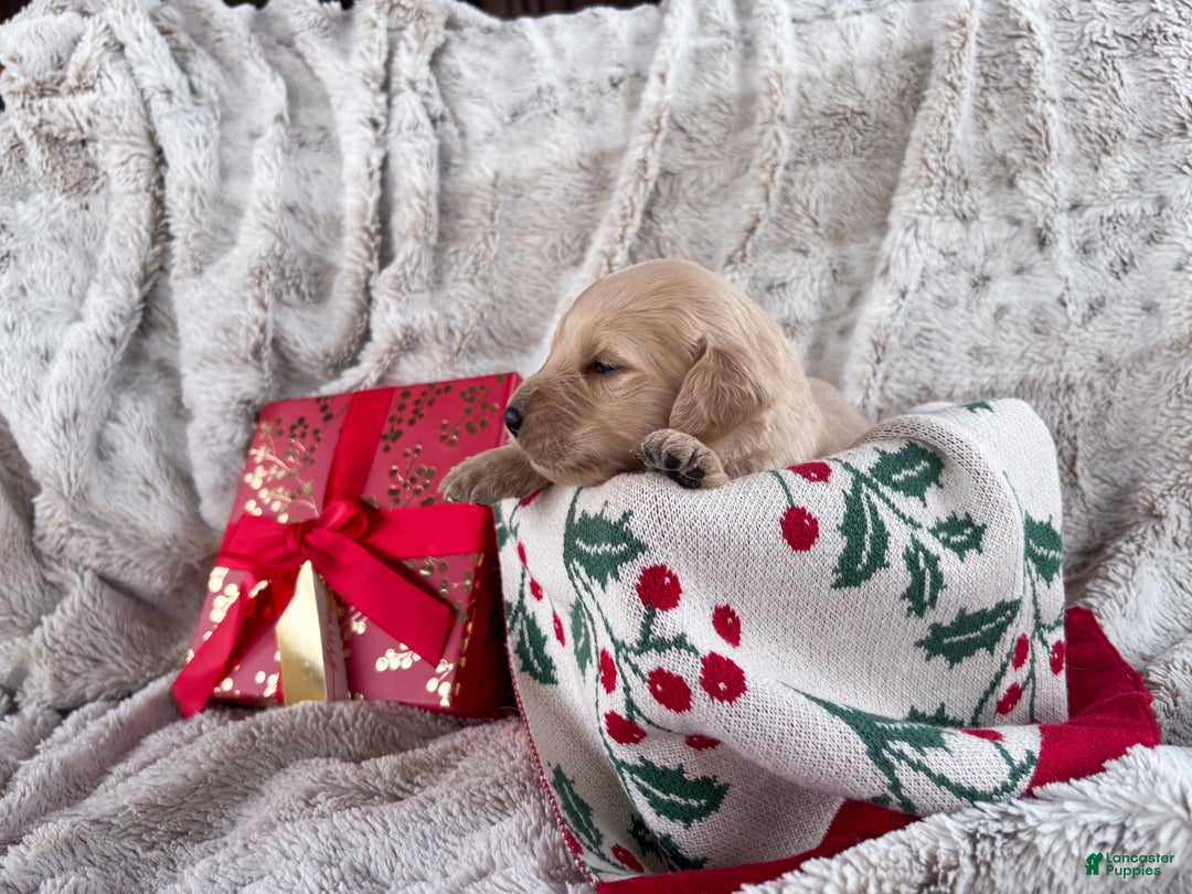 Goldendoodle dogs for sale: Cyprus - Ad 5